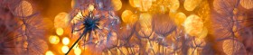 Кухонный фартук Мерцание Одуванчики золотистые 3 серебро в Нюрбе - nyurba.katalogmebeli.com | фото