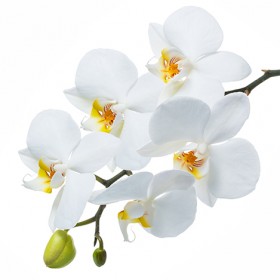 Стол обеденный Танго белый/Орхидея в Нюрбе - nyurba.katalogmebeli.com | фото 3